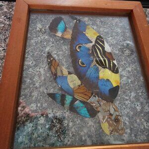 Butterfly art